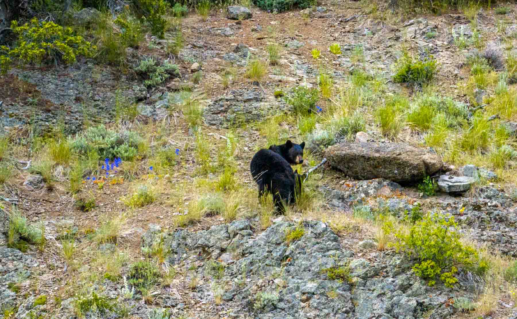 midnight-canyon-004